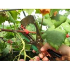 Augalų rišimo įrankis (tapener)